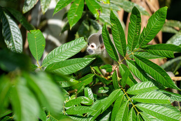 Ecuadorian squirrel monkey (Saimiri cassiquiarensis macrodon) in a tree in Archidona, Ecuador © Angela