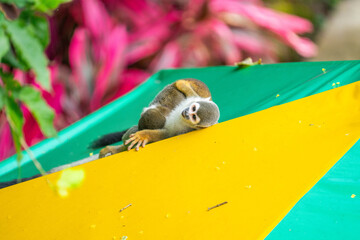 Ecuadorian squirrel monkey (Saimiri cassiquiarensis macrodon) playing on a shade umbrella at a lodge in Archidona, Ecuador © Angela