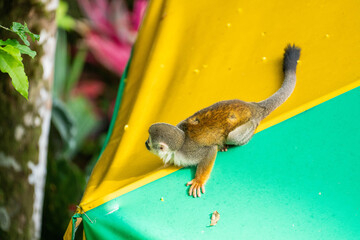 Ecuadorian squirrel monkey (Saimiri cassiquiarensis macrodon) on a shade umbrella at a lodge in Archidona, Ecuador © Angela