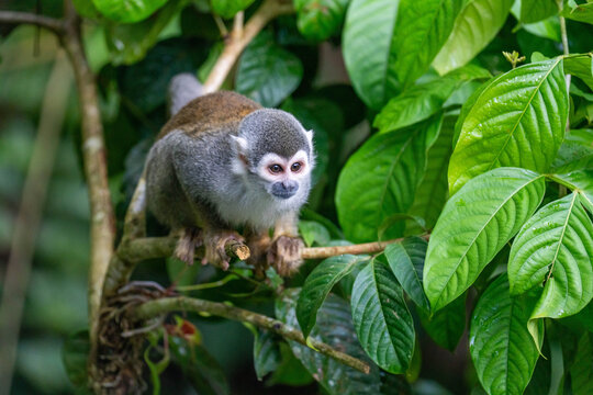 Ecuadorian squirrel monkey (Saimiri cassiquiarensis macrodon) on a thin branch in a tree, in Archidona, Ecuador