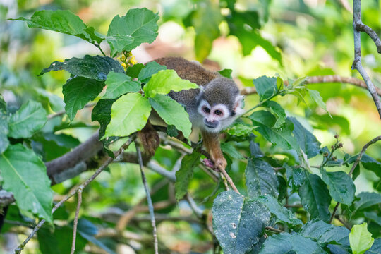 Ecuadorian squirrel monkey (Saimiri cassiquiarensis macrodon) in a leafy tree,  in Archidona, Ecuador