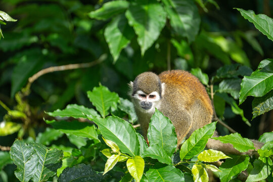 Ecuadorian squirrel monkey (Saimiri cassiquiarensis macrodon) in a leafy tree,  in Archidona, Ecuador