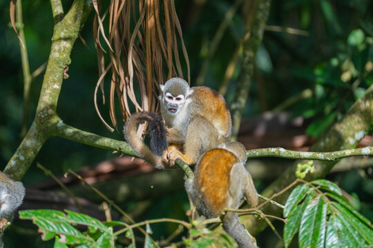 Ecuadorian squirrel monkey (Saimiri cassiquiarensis macrodon) on a branch in Archidona, Ecuador