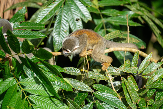 Ecuadorian squirrel monkey (Saimiri cassiquiarensis macrodon) on a branch in Archidona, Ecuador