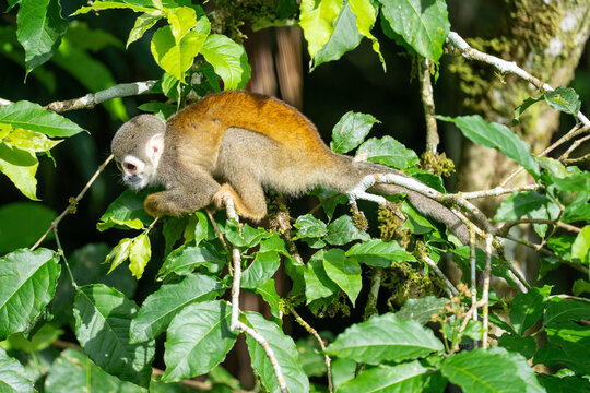 Ecuadorian squirrel monkey (Saimiri cassiquiarensis macrodon) on a branch in Archidona, Ecuador