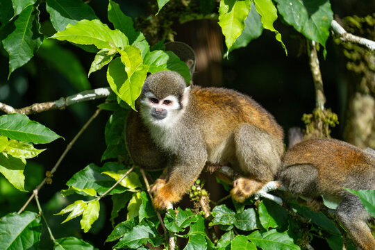 Ecuadorian squirrel monkey (Saimiri cassiquiarensis macrodon) in a tree in Archidona, Ecuador