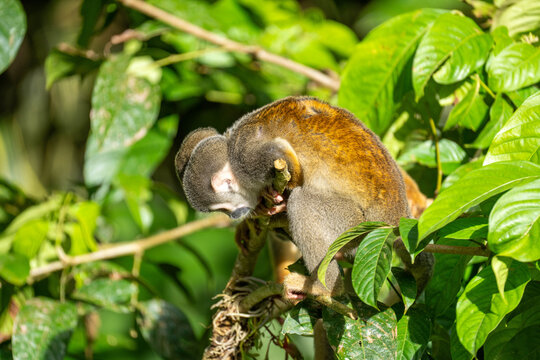 Ecuadorian squirrel monkey (Saimiri cassiquiarensis macrodon) in a tree in Archidona, Ecuador
