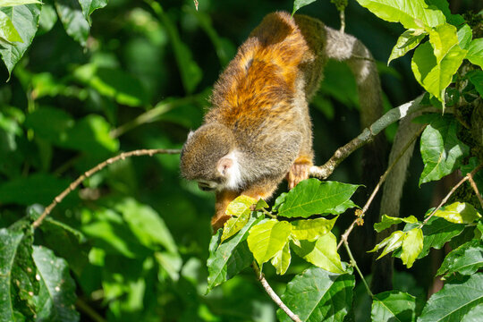 Ecuadorian squirrel monkey (Saimiri cassiquiarensis macrodon) in a tree in Archidona, Ecuador