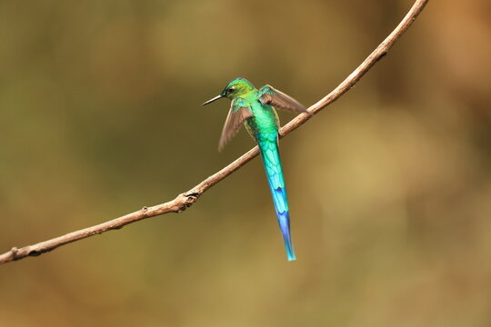 The long-tailed sylph (Aglaiocercus kingii) is a species of hummingbird in the "coquettes", tribe Lesbiini of subfamily Lesbiinae. This photo was taken in North Peru.