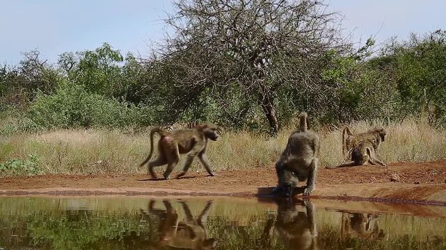 Three Chacma baboons drinking in waterhole with reflection in greater  Kruger National park, South Africa ; Specie Papio ursinus family of Cercopithecidae