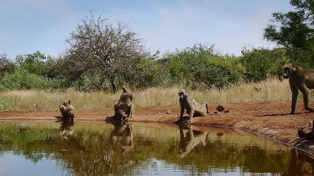 Four Chacma baboons drinking in waterhole with reflection in greater  Kruger National park, South Africa ; Specie Papio ursinus family of Cercopithecidae