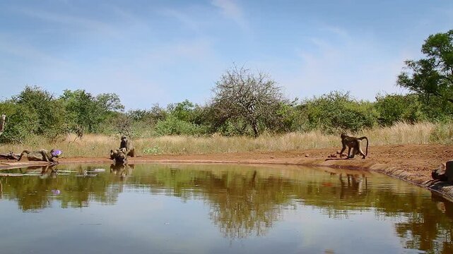 Four Chacma baboons drinking in waterhole with reflection and running away in greater  Kruger National park, South Africa ; Specie Papio ursinus family of Cercopithecidae