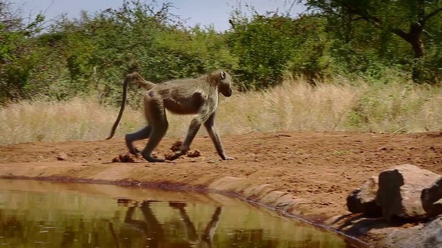 Three Chacma baboon drinking in waterhole with reflection in greater  Kruger National park, South Africa ; Specie Papio ursinus family of Cercopithecidae