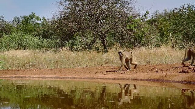 Two Chacma baboon drinking in waterhole with reflection in greater  Kruger National park, South Africa ; Specie Papio ursinus family of Cercopithecidae