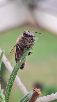 Macro close-up of a honey bee sleeping peacefully on a rosemary plant stem.