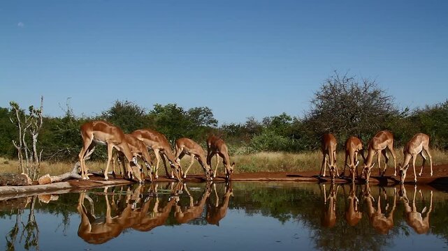 Herd of Common Impalas drinking in waterhole with reflection in Greater Kruger National park, South Africa ; Specie Aepyceros melampus family of Bovidae