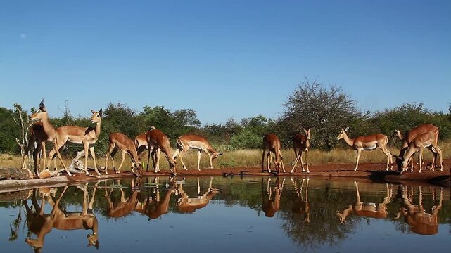Herd of Common Impalas drinking in waterhole with reflection in Greater Kruger National park, South Africa ; Specie Aepyceros melampus family of Bovidae