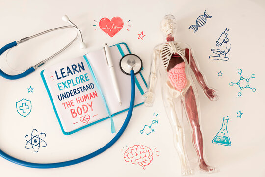 Human Anatomy Education and Medical Science Learning Concept.