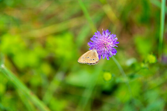 Brown Butterfly Feeding on Purple Wildflower in Green Summer Meadow.