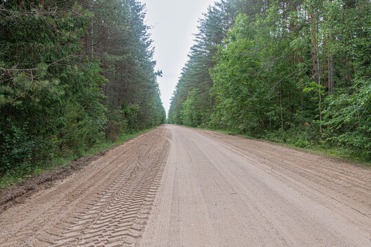 Empty Sandy Country Road Through Green Pine Forest in Summer.