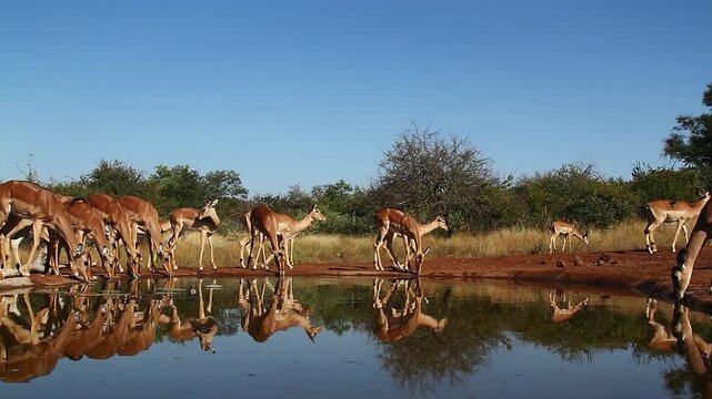 Herd of Common Impalas drinking in waterhole with reflection in Greater Kruger National park, South Africa ; Specie Aepyceros melampus family of Bovidae