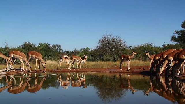 Herd of Common Impalas drinking in waterhole with reflection in Greater Kruger National park, South Africa ; Specie Aepyceros melampus family of Bovidae