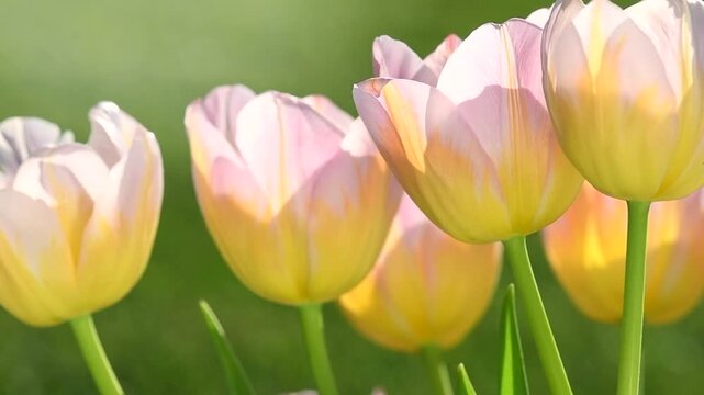 Spring tulips blooming in a spring garden. Bright Tulips flower, bright sun light. Easter, Mother's Day concept. Spring garden tulip flowers blooming on flower bed, trendy gardening 
