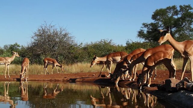 Herd of Common Impalas drinking in waterhole with reflection in Greater Kruger National park, South Africa ; Specie Aepyceros melampus family of Bovidae