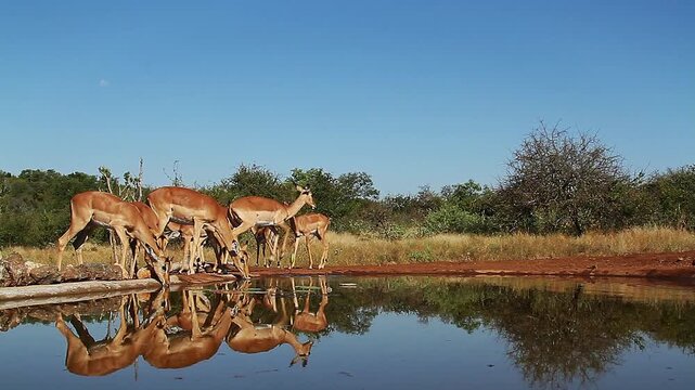 Herd of Common Impalas drinking in waterhole with reflection in Greater Kruger National park, South Africa ; Specie Aepyceros melampus family of Bovidae