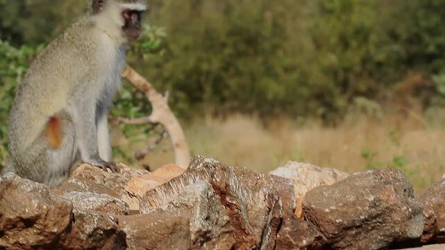 Vervet monkey cute baby with mother in alert in Greater Kruger National park, South Africa ; Specie Chlorocebus pygerythrus family of Cercopithecidae