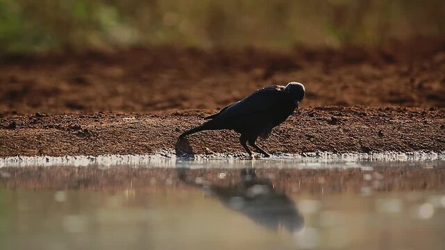 Cape Glossy Starling preening and bathing in waterhole backlit at dawn in Greater Kruger National park, South Africa ; Specie Lamprotornis nitens family of Sturnidae