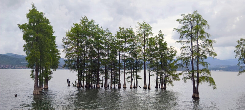 View of the iconic trees growing in the water of Erhai Lake, with distant mountains under a cloudy sky in Dalian, Yunnan, China.