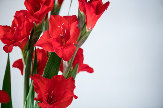 Gladiolus red flower border on grey background. Beautiful blooming bright red color gladiolus flowers bouquet, buds close up