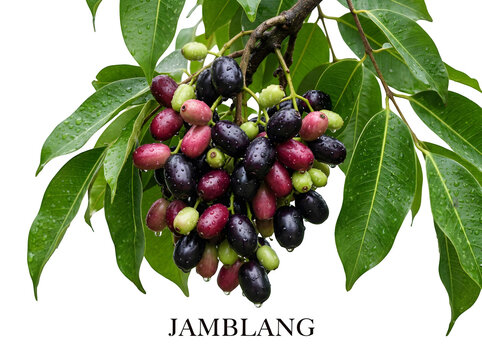 Jamblang fruit cluster with green leaves isolated on transparent background