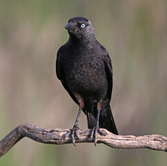 Obraz premium a rook perched freely on a branch