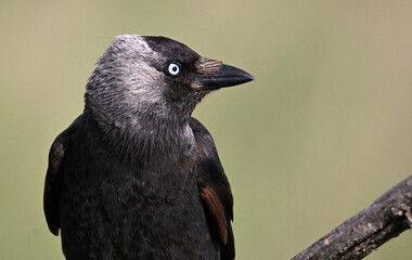 Obraz premium a rook perched freely on a branch