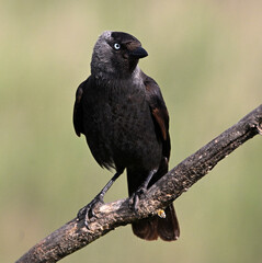 Obraz premium a rook perched freely on a branch