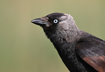 Obraz premium a rook perched freely on a branch