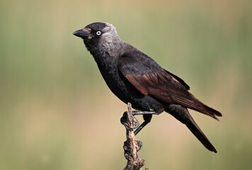 Obraz premium a rook perched freely on a branch