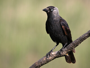Obraz premium a rook perched freely on a branch