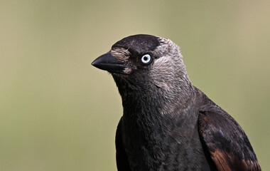 Obraz premium a rook perched freely on a branch