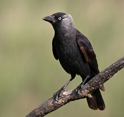 Obraz premium a rook perched freely on a branch