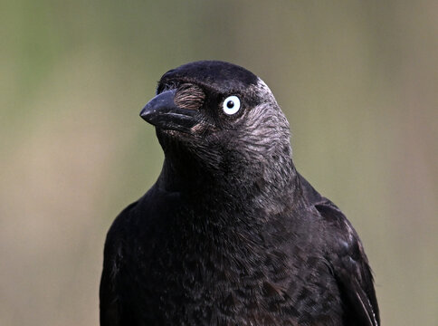 a rook perched freely on a branch
