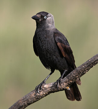 a rook perched freely on a branch