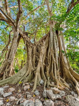 View of a massive ancient tree with intricate, thick roots spreading over rocky ground in a lush forest setting in Izamal, Yucatan, Mexico.
