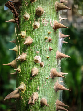 View of a textured green tree trunk covered in large, sharp thorns with a thin spider web stretching between them in Izamal, Yucatan, Mexico.