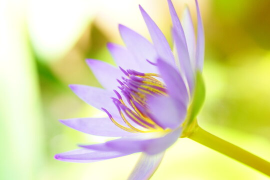 水辺の花」の写真素材 | 28,304件の無料イラスト画像 | Adobe Stock