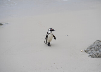 Fototapeta premium Penguin - Boulders Beach