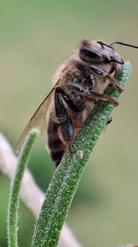 Extended macro shot of a honey bee sleeping on a rosemary stem.