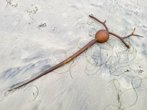 Brown bull kelp structure with a large round bulb lies on wet sand surrounded by thin green sea grass